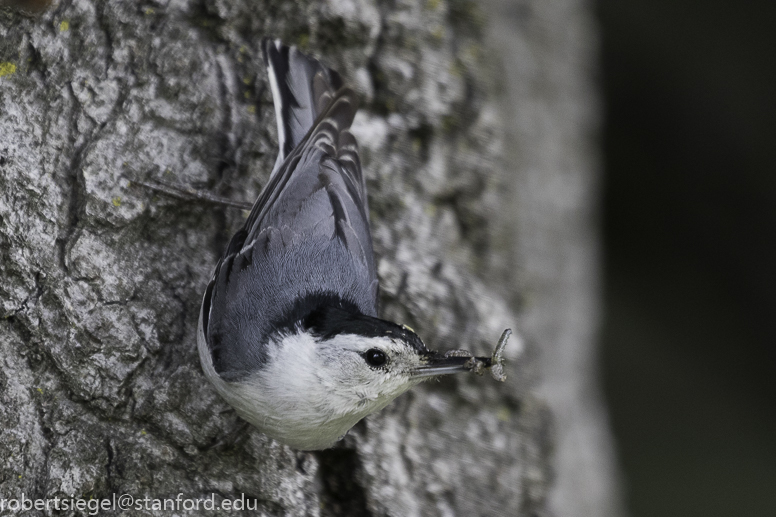 stanford bioblitz2019